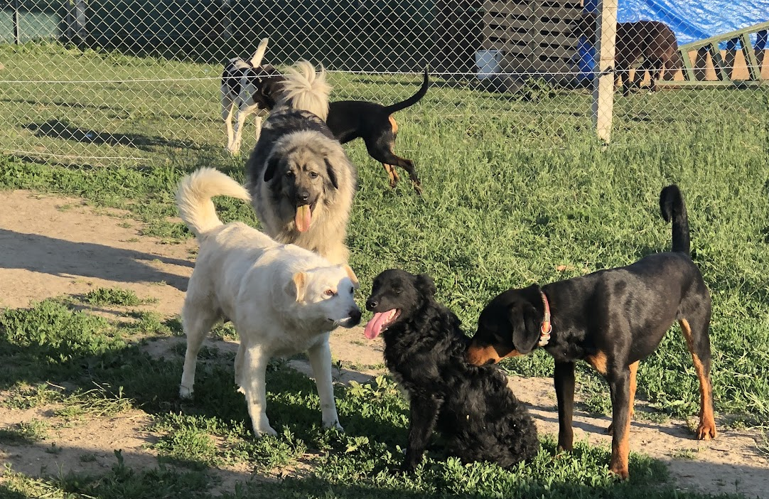 Animals rescued through Patrocle's Friends