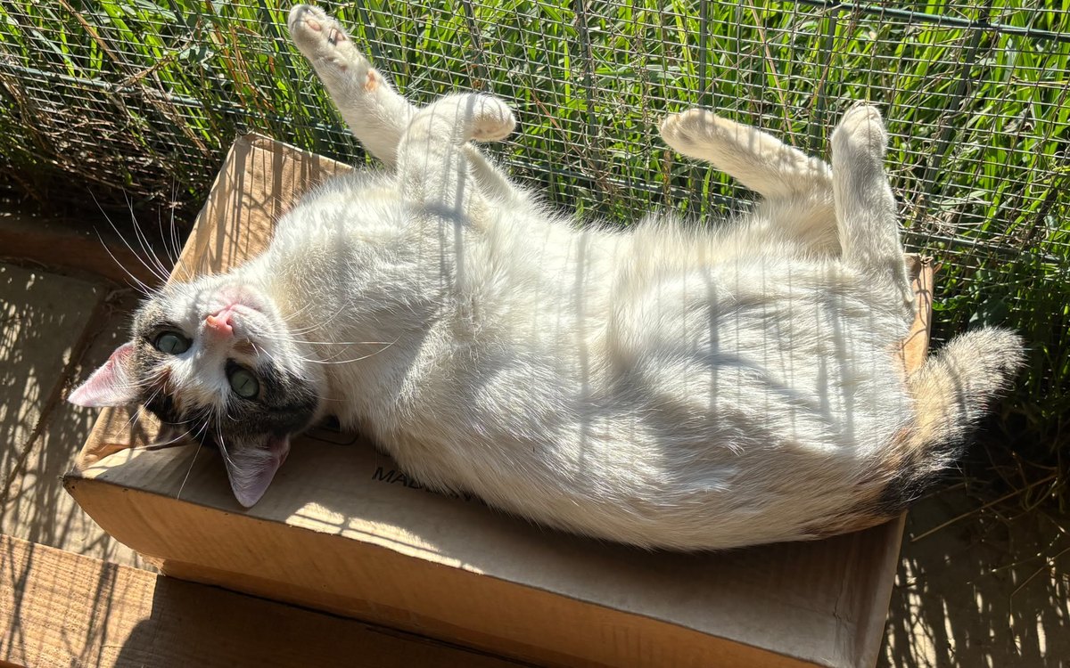Ce știm și ce nu putem ști atunci când un animal pleacă în adopție