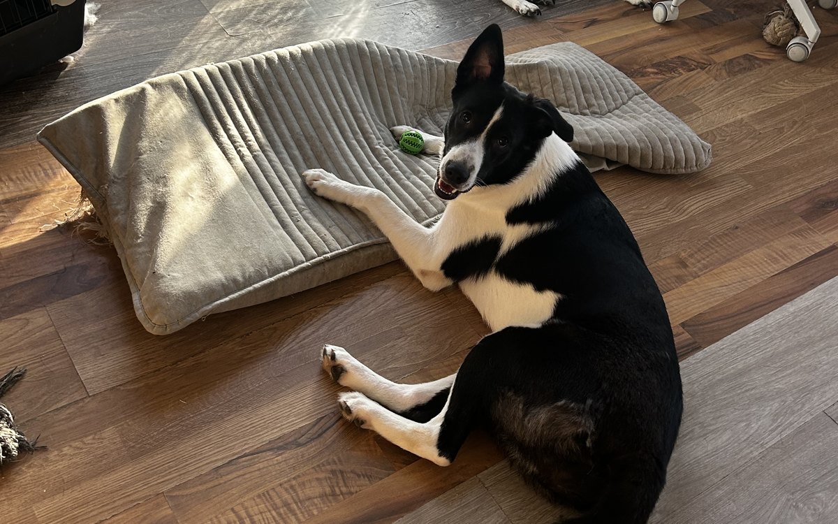 Dupǎ adopția unui câine