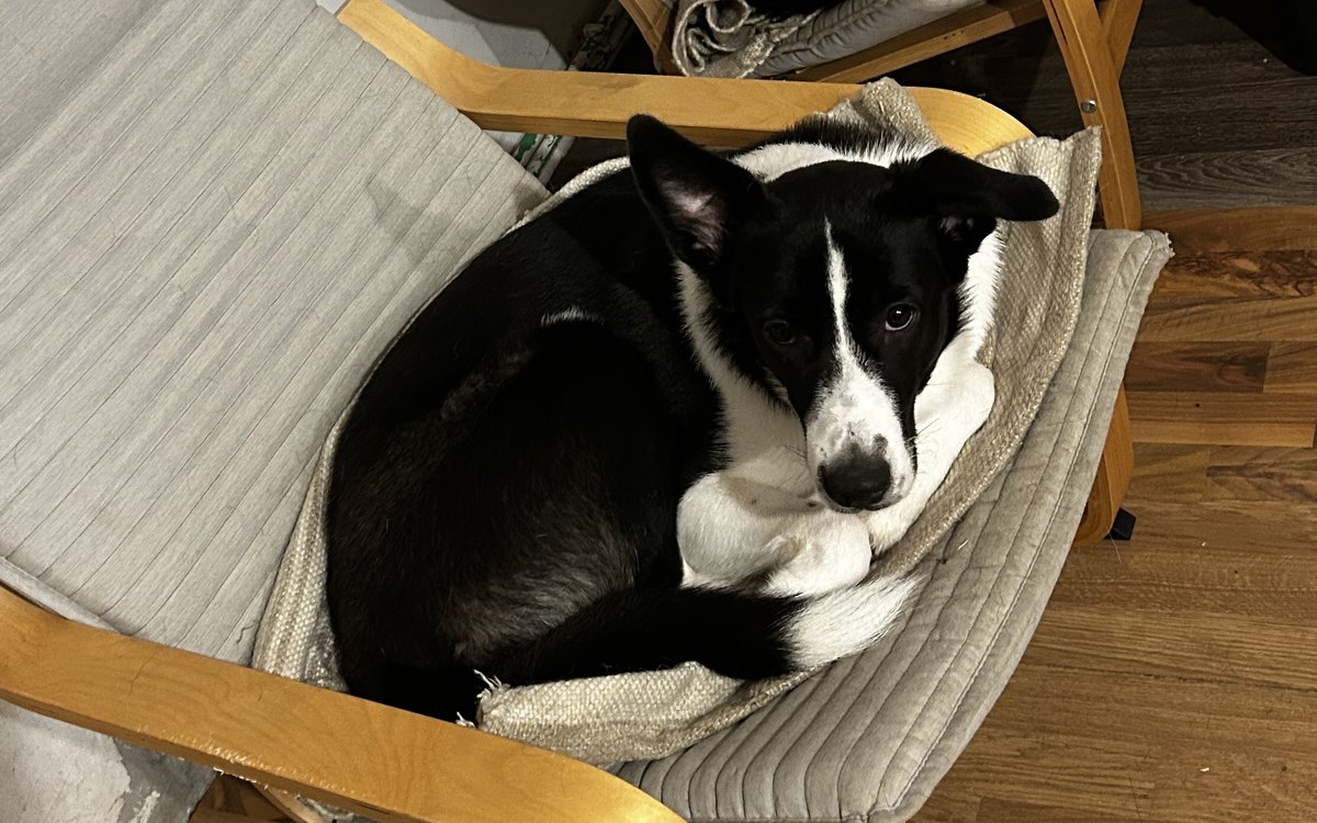 Before Adopting a Dog