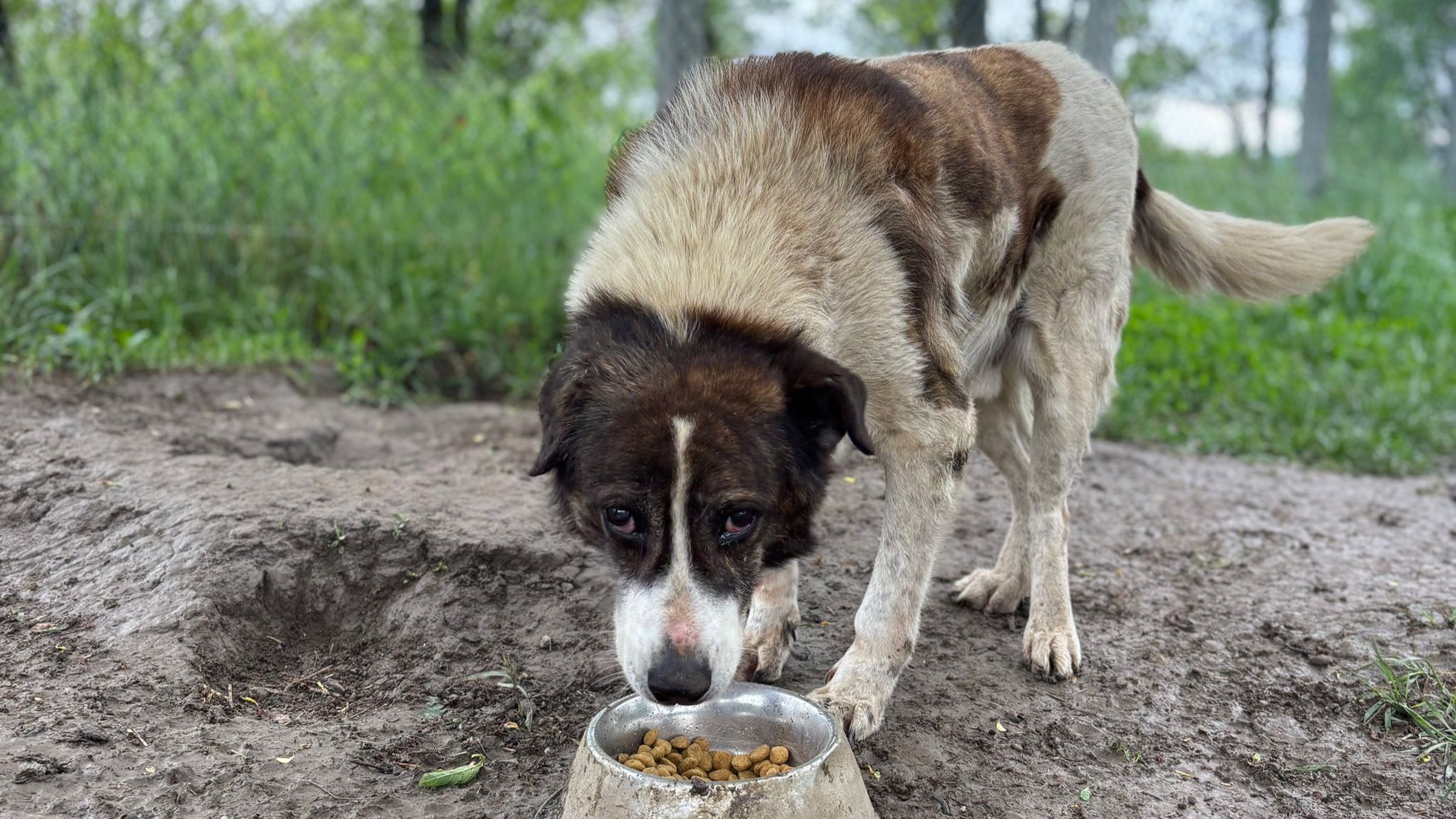 Can You Feed Dumbrava lui Patrocle for One Day?