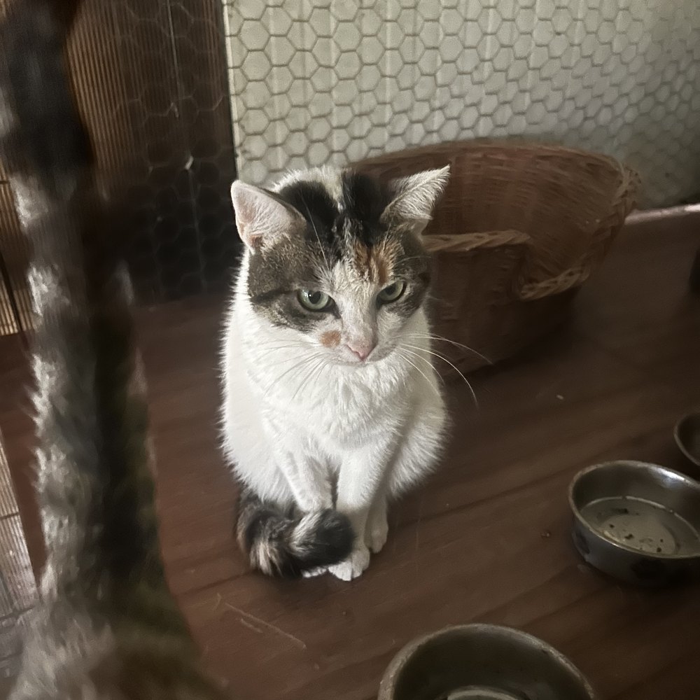 Chloe