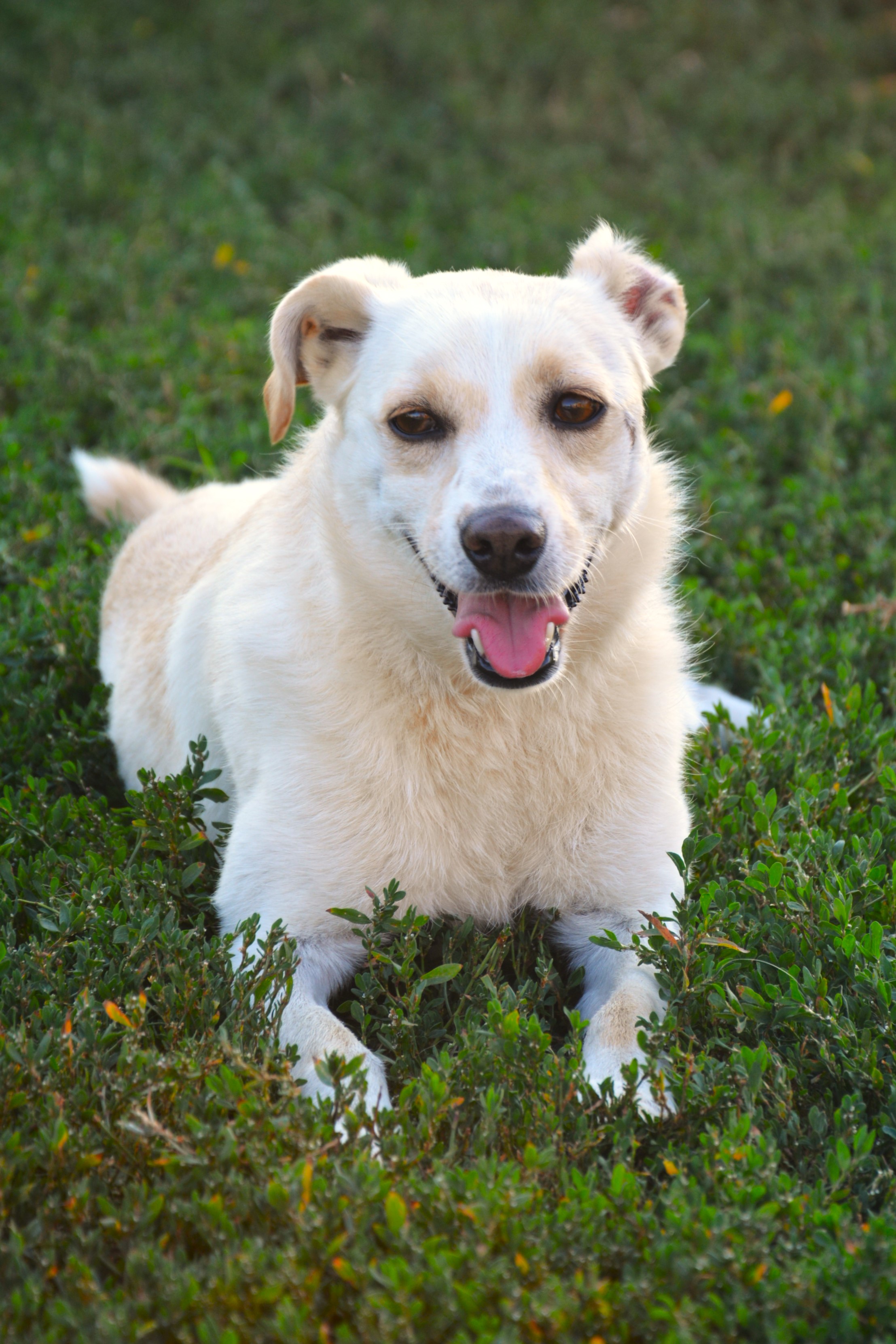 Lili