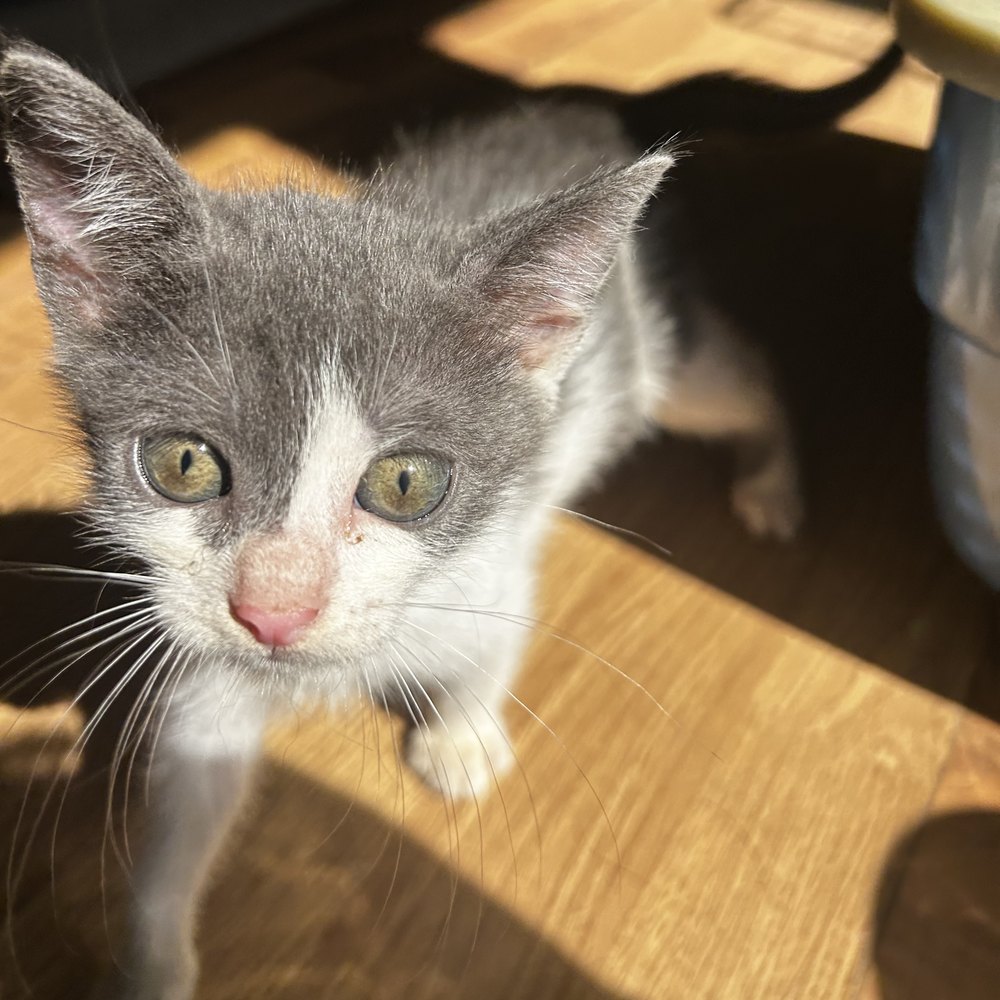 Milo